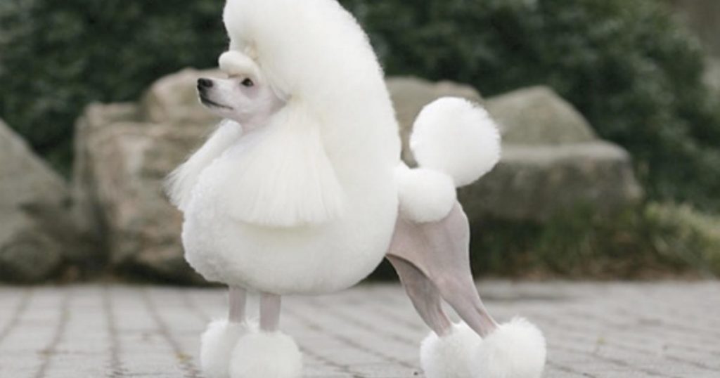Elf-like style for your Poodle